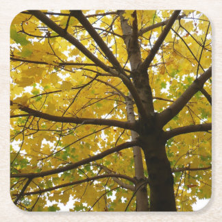 Posavasos Cuadrado De Papel Pareja de arce amarillo naturaleza otoñal