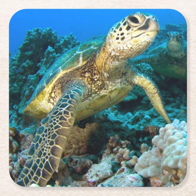 Posavasos Cuadrado De Papel Pares de la tortuga (Anverso)