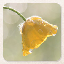 Pascua cuadrada de Buttercup de mañana