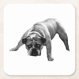 Posavasos Cuadrado De Papel Pascua de Bulldog vigilante