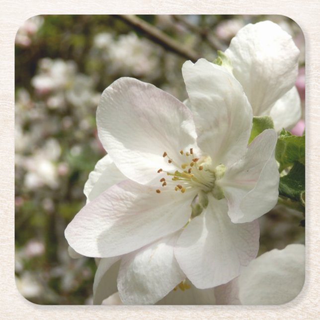 Posavasos Cuadrado De Papel Pascua de flores de Apple (Anverso)