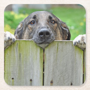 Posavasos Cuadrado De Papel Pastor alemán mirando la cerca