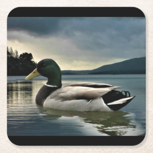 Posavasos Cuadrado De Papel Pato Mallard En El Lago