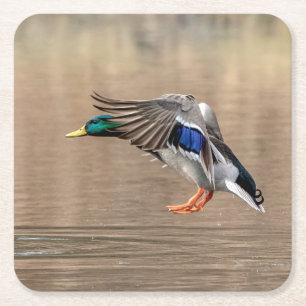 Posavasos Cuadrado De Papel Pato Mallard en vuelo