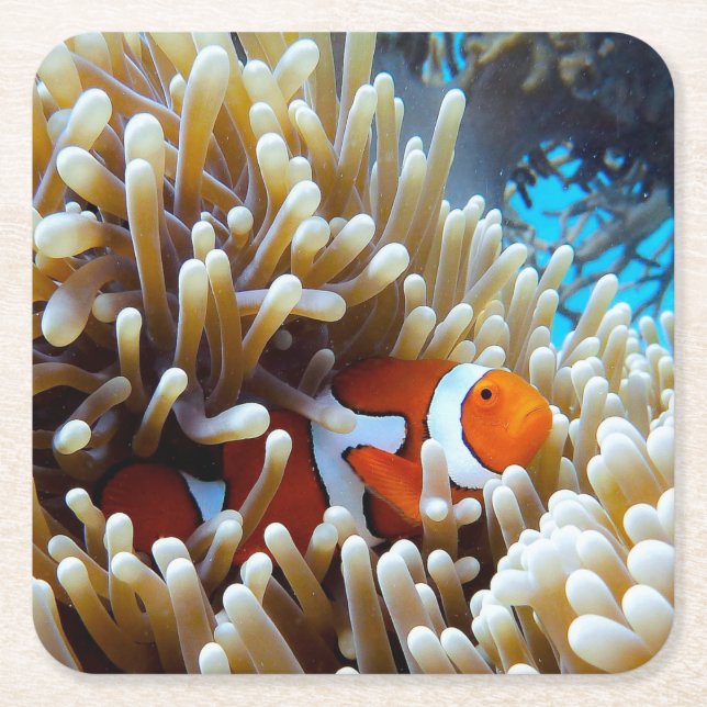 Posavasos Cuadrado De Papel Payaso en un arrecife de coral (Anverso)