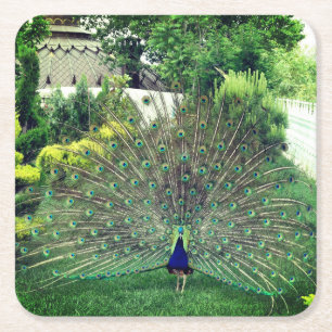 Posavasos Cuadrado De Papel Peacock en el Personalizado fotográfico de Jardín