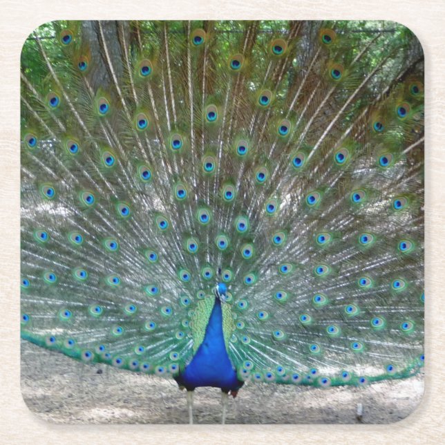 Posavasos Cuadrado De Papel Peacock Fiesta Coaster (Anverso)