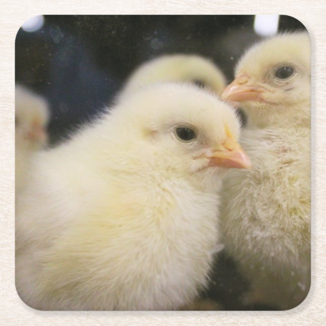 Posavasos Cuadrado De Papel Peeps (Anverso)