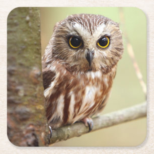 Posavasos Cuadrado De Papel Pequeño búho del bebé el Ontarios
