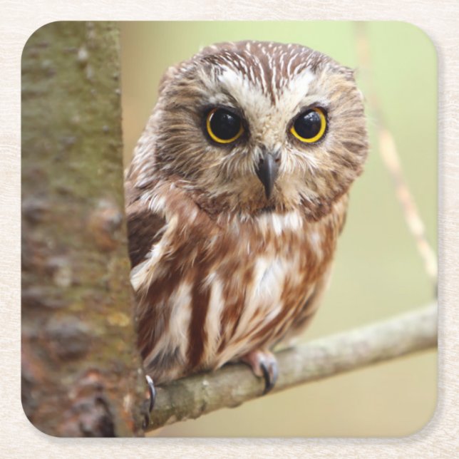 Posavasos Cuadrado De Papel Pequeño búho del bebé el | Ontarios (Anverso)