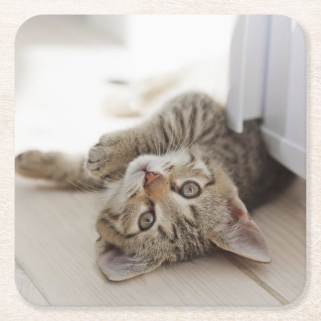Posavasos Cuadrado De Papel Pequeño gatito lindo (Anverso)