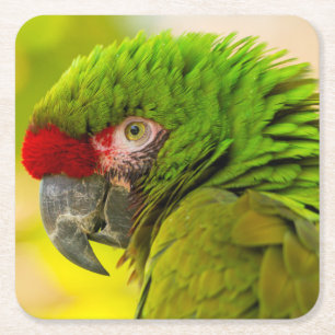 Posavasos Cuadrado De Papel Perfil de guacamayo en el zoológico de Santa Bárba