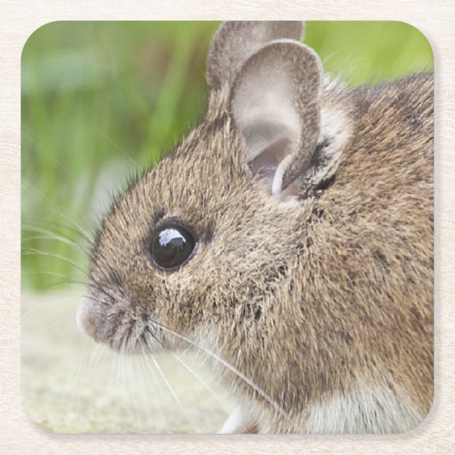 Posavasos Cuadrado De Papel Perfil del ratón (Anverso)