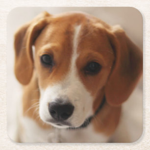 Posavasos Cuadrado De Papel Perrito 2 del beagle