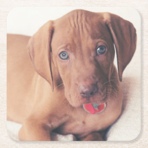 Posavasos Cuadrado De Papel Perrito de Vizsla del húngaro