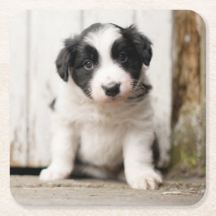 Posavasos Cuadrado De Papel Perrito del border collie
