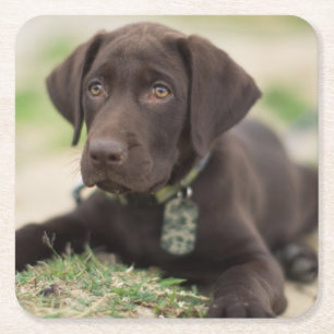 Posavasos Cuadrado De Papel Perrito del laboratorio del chocolate