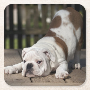 Posavasos Cuadrado De Papel Perrito inglés del bulldog