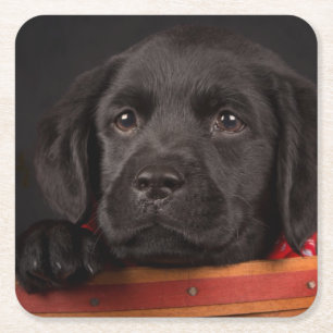 Posavasos Cuadrado De Papel Perrito negro del labrador retriever en una cesta