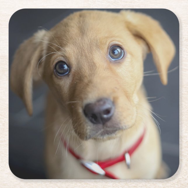 Posavasos Cuadrado De Papel Perrito rojo del Fox Labrador (Anverso)