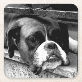 Posavasos Cuadrado De Papel Perro Boxer En El Coastercnm De Windowsill