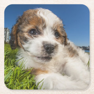 Posavasos Cuadrado De Papel Perro de perrito lindo (Shitzu)