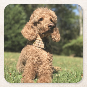 Posavasos Cuadrado De Papel Personalizable Apricot Poodle