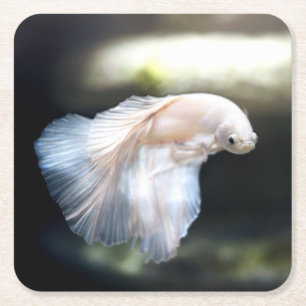 Posavasos Cuadrado De Papel Pescado blanco siamés de combate