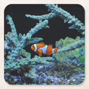 Posavasos Cuadrado De Papel Pescados del payaso en coral