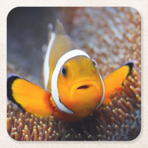 Posavasos Cuadrado De Papel Pescados tropicales del filón - Clownfish