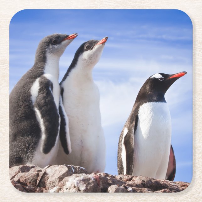 Posavasos Cuadrado De Papel Pingüinos en la Antártida (Anverso)