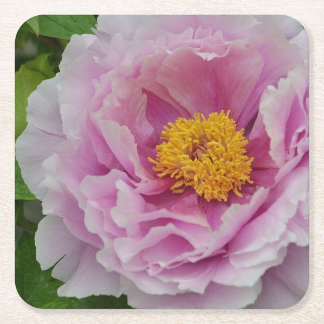 Posavasos Cuadrado De Papel Pink Peony (Anverso)