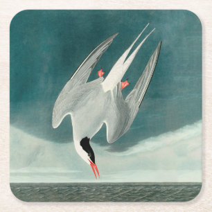 Posavasos Cuadrado De Papel Pintura de aves silvestres de charrán ártico de Au