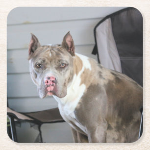 Posavasos Cuadrado De Papel Pit Bull