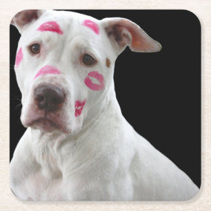 Posavasos Cuadrado De Papel pit bull terrier americano con besos