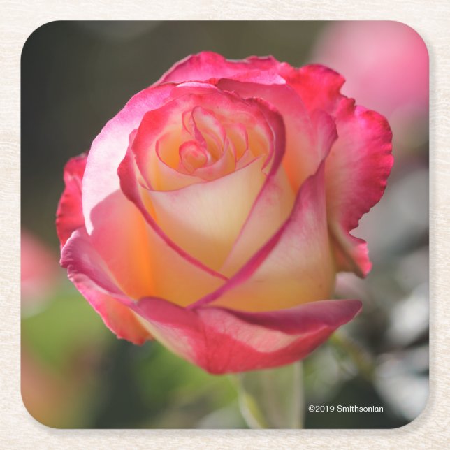 Posavasos Cuadrado De Papel Placer doble subió (Anverso)