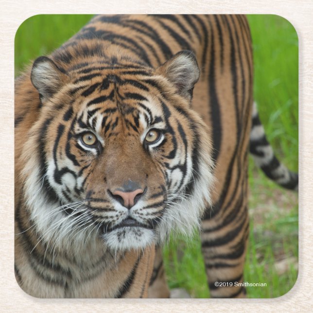 Posavasos Cuadrado De Papel plantilla (Anverso)