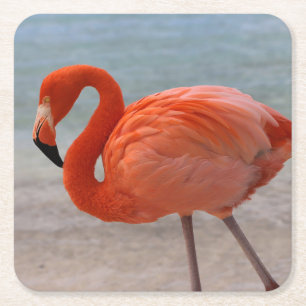 Posavasos Cuadrado De Papel Playas tropicales Flamingo caribeño, Aruba