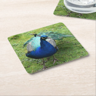 Posavasos Cuadrado De Papel Poderoso Pavo Real Regio