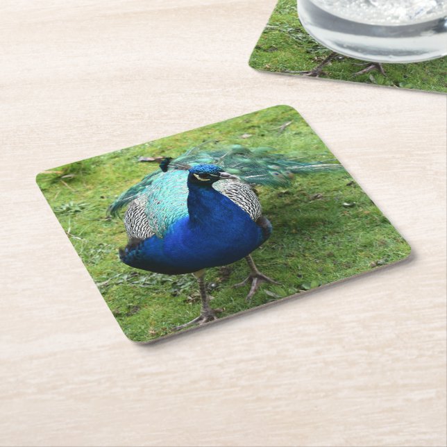 Posavasos Cuadrado De Papel Poderoso Pavo Real Regio (En perspectiva)