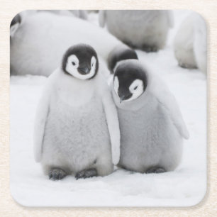 Posavasos Cuadrado De Papel Pollitos de pingüino del emperador sobre hielo en 