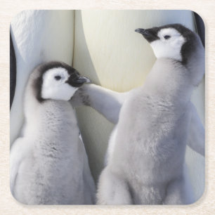 Posavasos Cuadrado De Papel Polluelo del pingüino de emperador