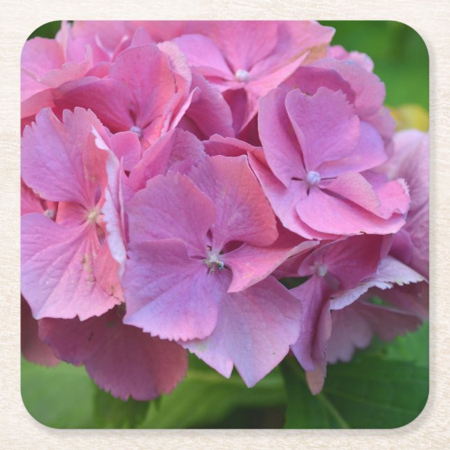 Posavasos Cuadrado De Papel Pompom Rosa Hidrangea Hortensia Flor (Anverso)