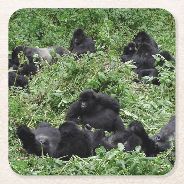 Posavasos Cuadrado De Papel Práctico de costa del grupo del gorila de montaña (Anverso)