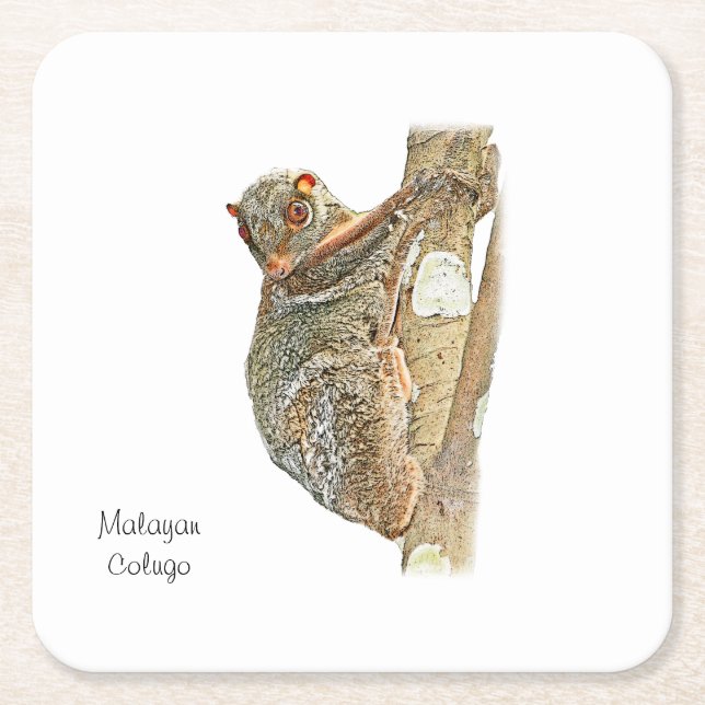 Posavasos Cuadrado De Papel Práctico de costa malayo del Colugo (Anverso)