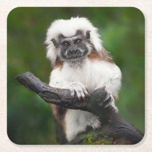 Posavasos Cuadrado De Papel Prima Tamarin de Algodón Super Cuto