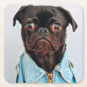 Posavasos Cuadrado De Papel Pug en Denim Jackey lindo cachorro de perro adorab