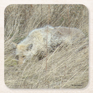 Posavasos Cuadrado De Papel R13 Coyote en hierba alta