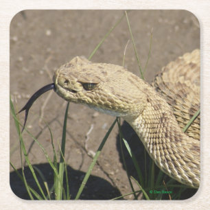 Posavasos Cuadrado De Papel R8 Cabeza de serpiente de cascabel