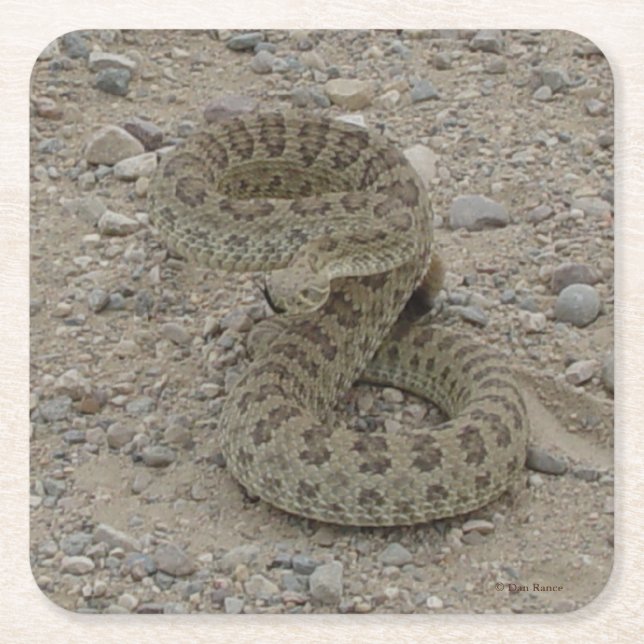 Posavasos Cuadrado De Papel R9 Prairie Rattlesnake (Anverso)